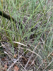 Cladium mariscus