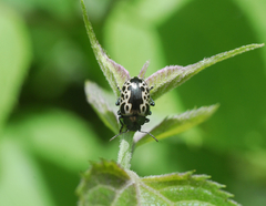 Doryphorina