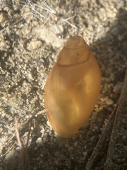 Euglandina rosea