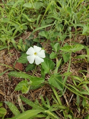 Thunbergia