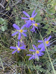 Galatella angustissima