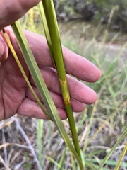 Cladium mariscus