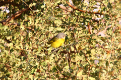 Telophorus sulfureopectus