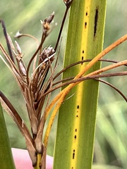 Cladium mariscus