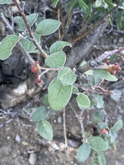 Cotoneaster melanocarpus