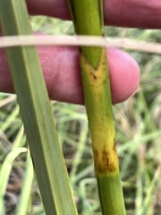 Cladium mariscus