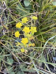 Bupleurum multinerve