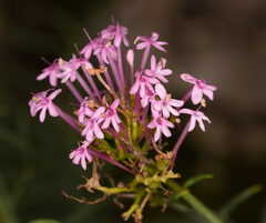 Centranthus lecoqii