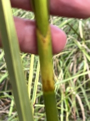 Cladium mariscus