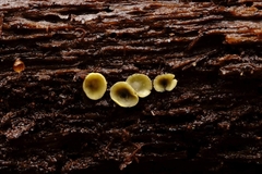 Chlorosplenium