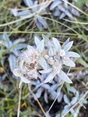 Leontopodium