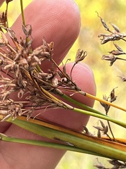 Cladium mariscus