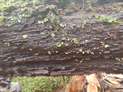 Chlorosplenium