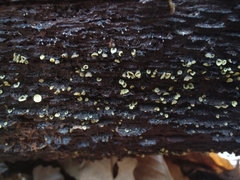 Chlorosplenium