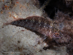 Malacoctenus macropus