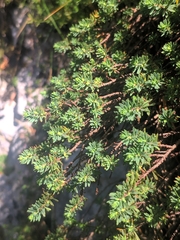 Thymelaea tinctoria