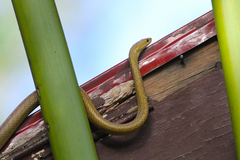Ithycyphus perineti