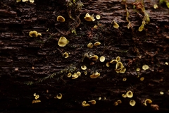 Chlorosplenium