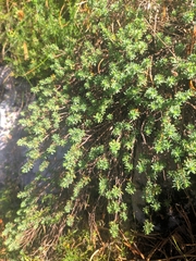 Thymelaea tinctoria