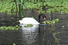 Cygnus melancoryphus