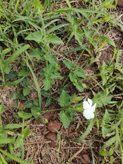 Thunbergia