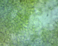 Chlorosplenium