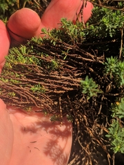 Thymelaea tinctoria
