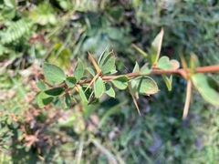 Berberis sibirica