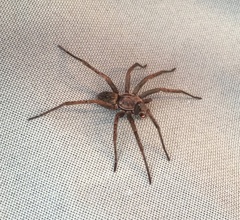 Uliodon