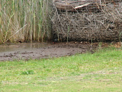 Zapornia flavirostra