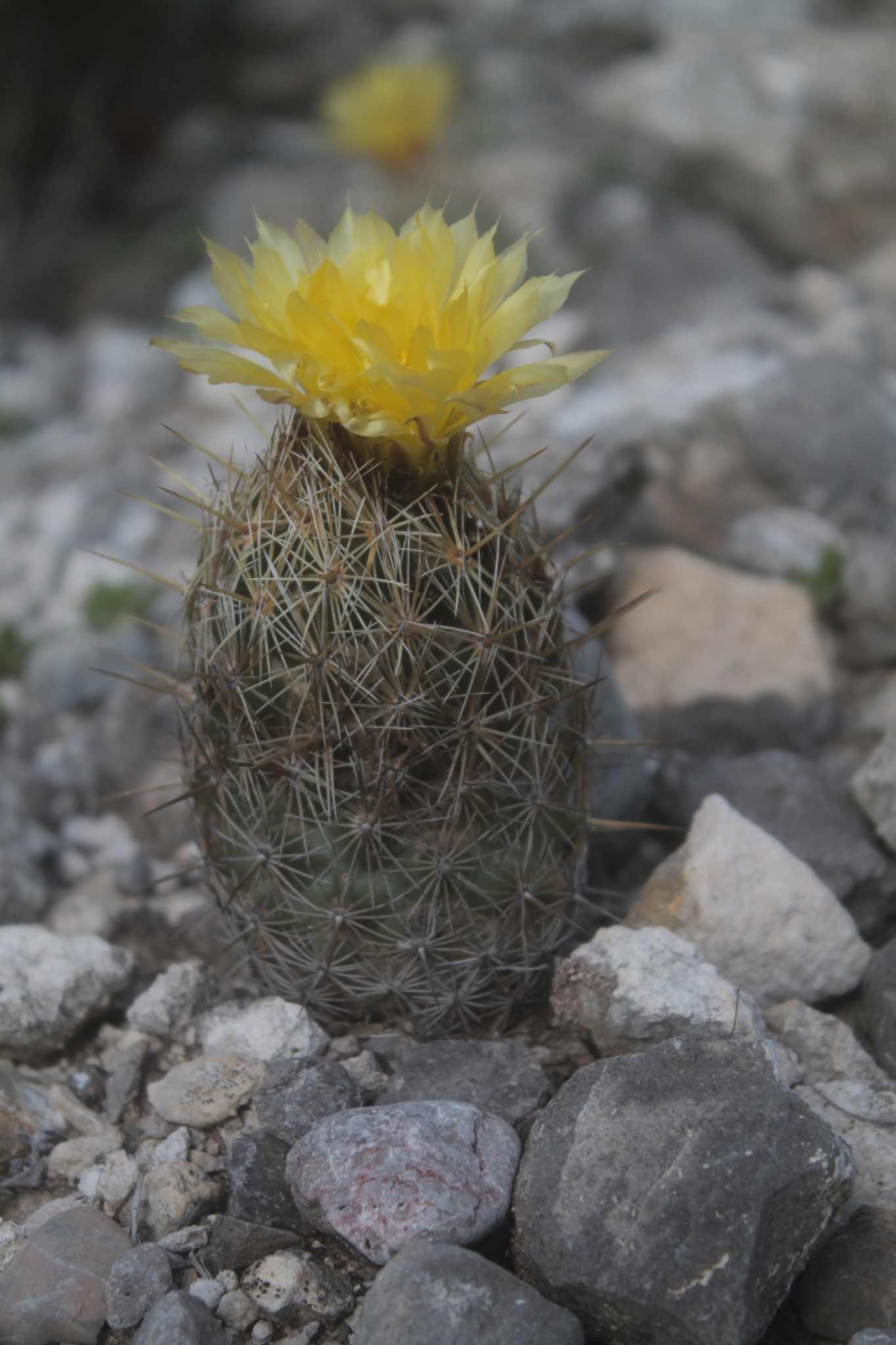 Coryphantha glanduligera