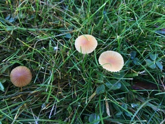 Galerina