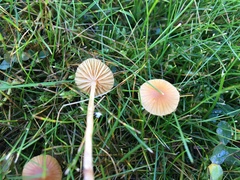 Galerina