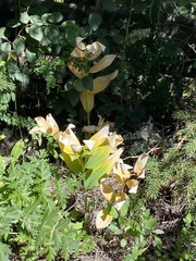 Polygonatum odoratum