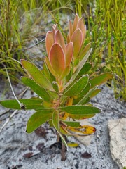 Protea
