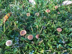 Galerina