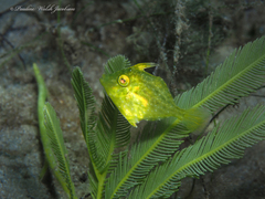 Stephanolepis hispida