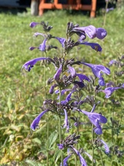 Nepeta sibirica