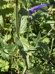 Nepeta sibirica