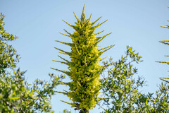 Puya chilensis