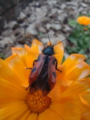 Astylus trifasciatus
