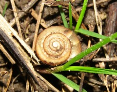 Fruticicola fruticum