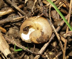 Fruticicola fruticum