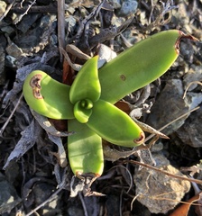 Dudleya lanceolata