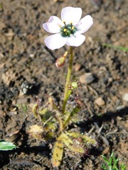 Drosera zeyheri