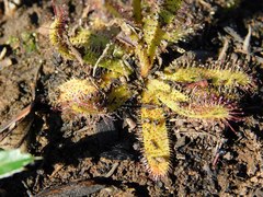Drosera zeyheri