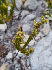 Erica serrata