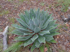 Agave maximiliana maximiliana