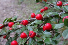 Cotoneaster horizontalis