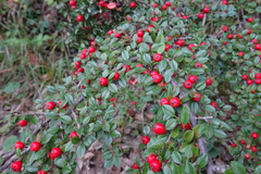 Cotoneaster horizontalis